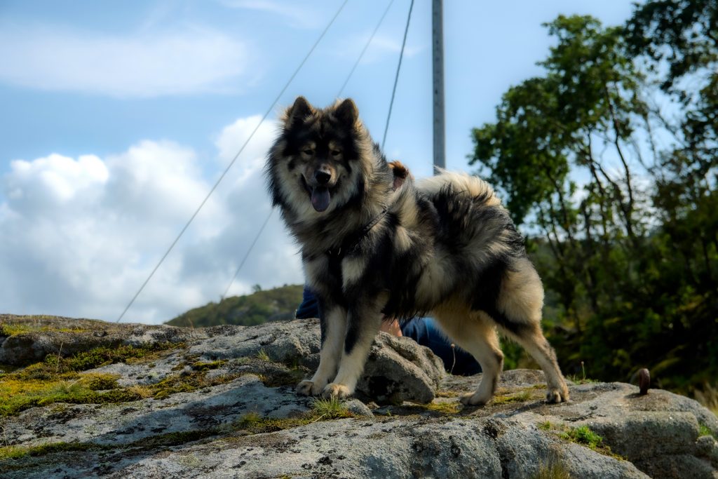 Biko in Norwegen