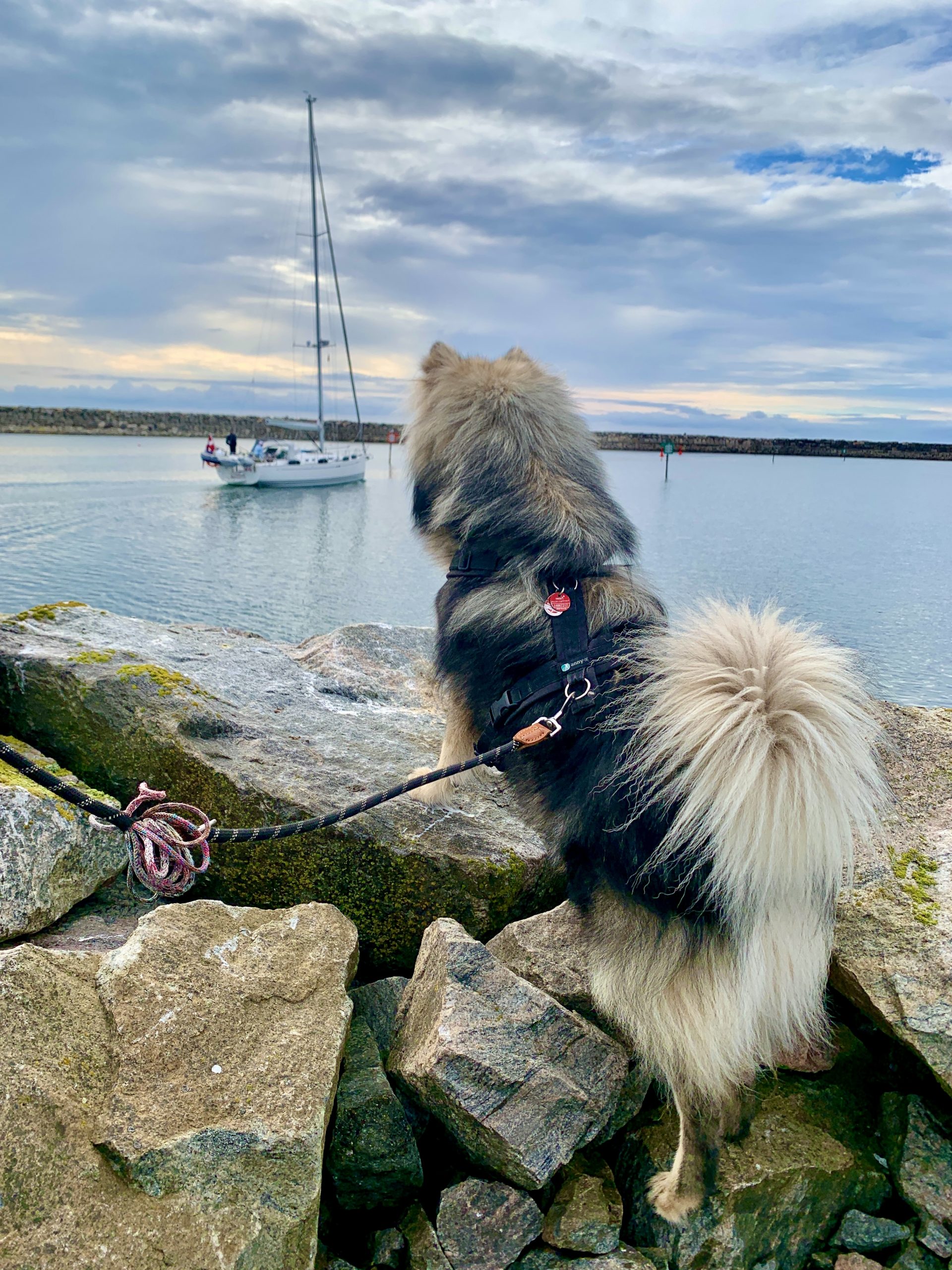 Biko unser Herzenshund