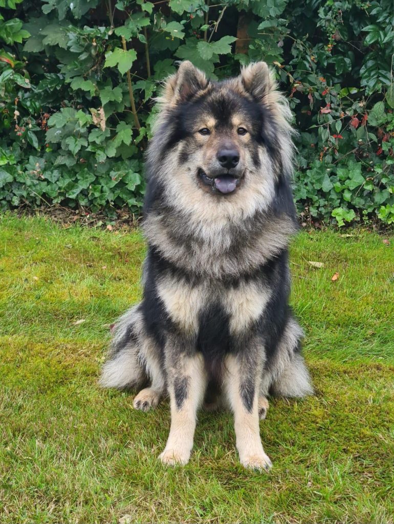 Eurasier Biko vom Hauptstadtgarten