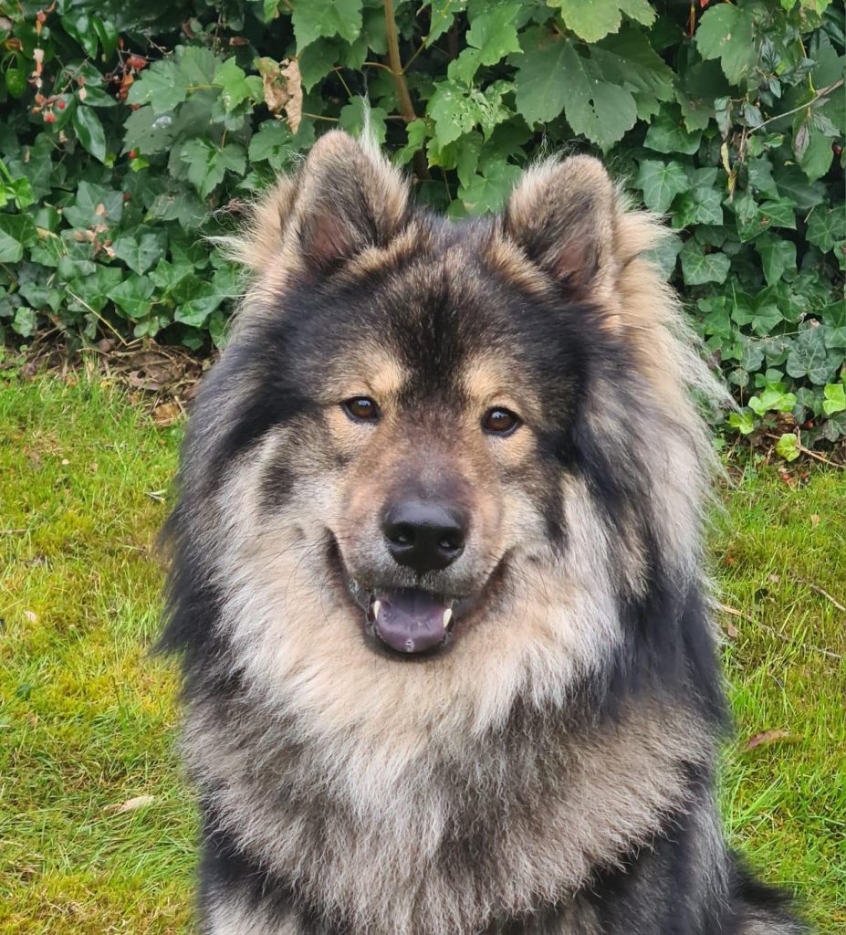Biko Kopf