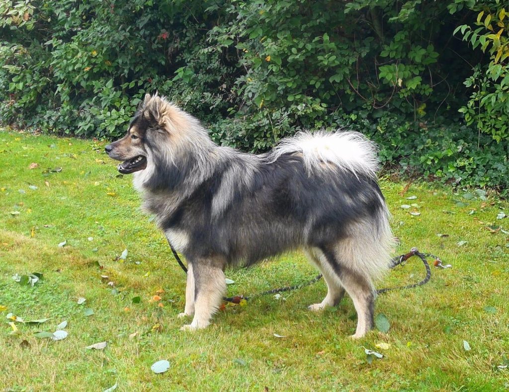 Biko in Seitenansicht