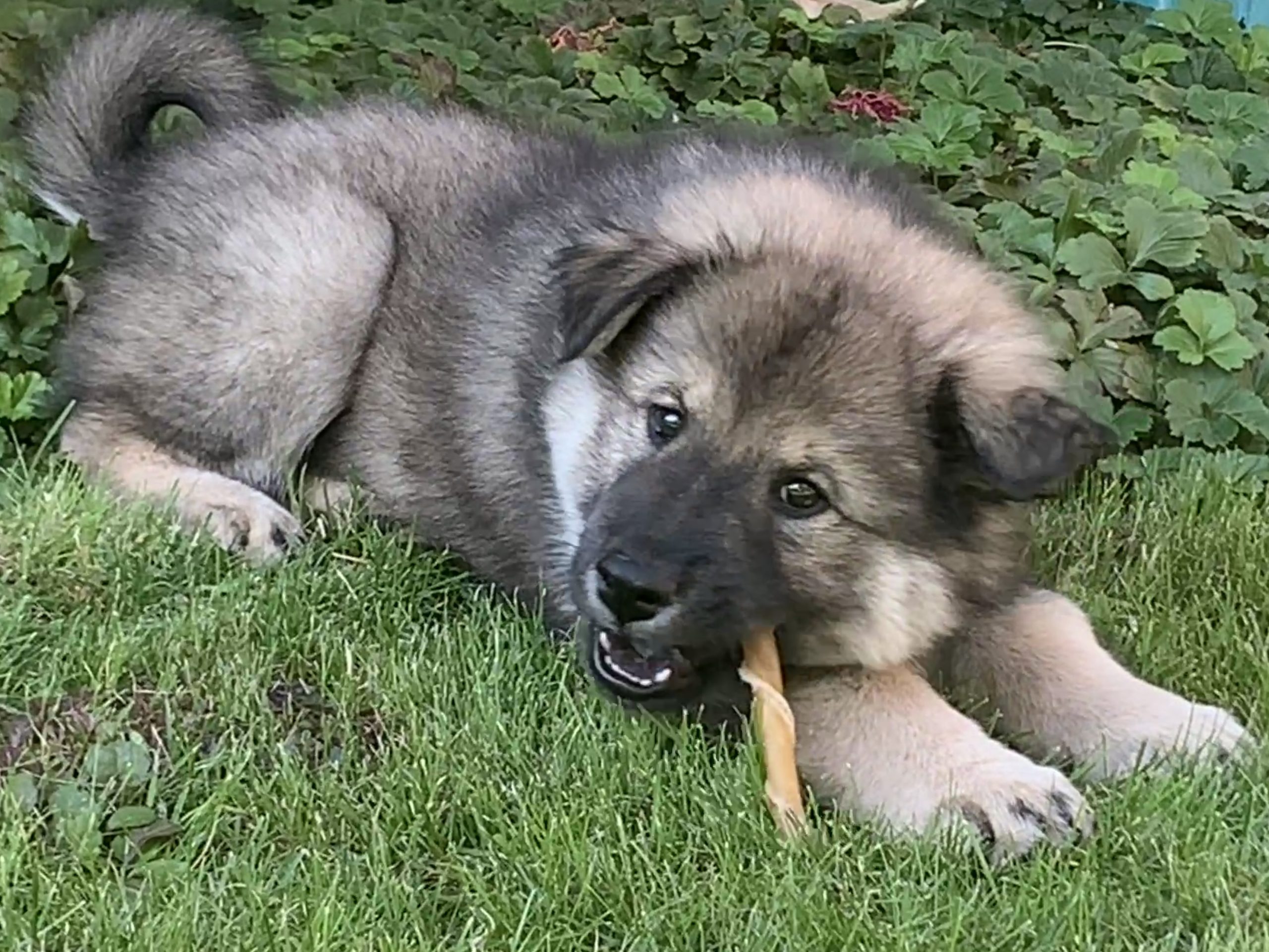 Von der Idee zum Hund
