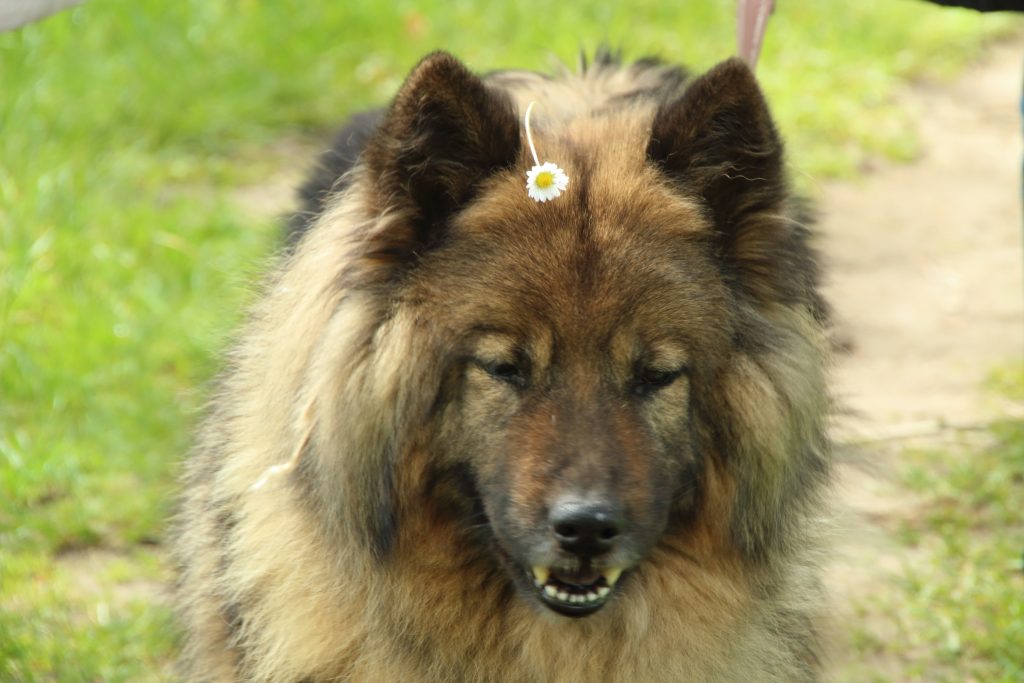 Gänseblümchen