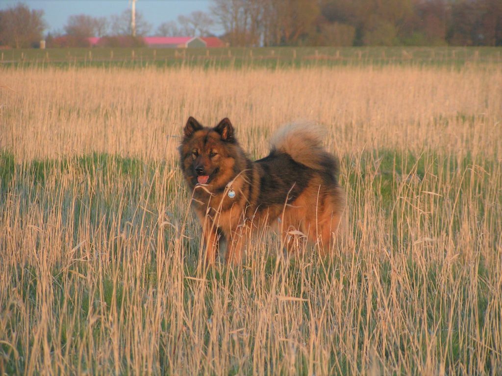 Ambra-Luna im Gras in Greetsiel