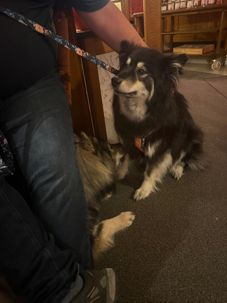 Belana von der Ruhrquelle mit Biko