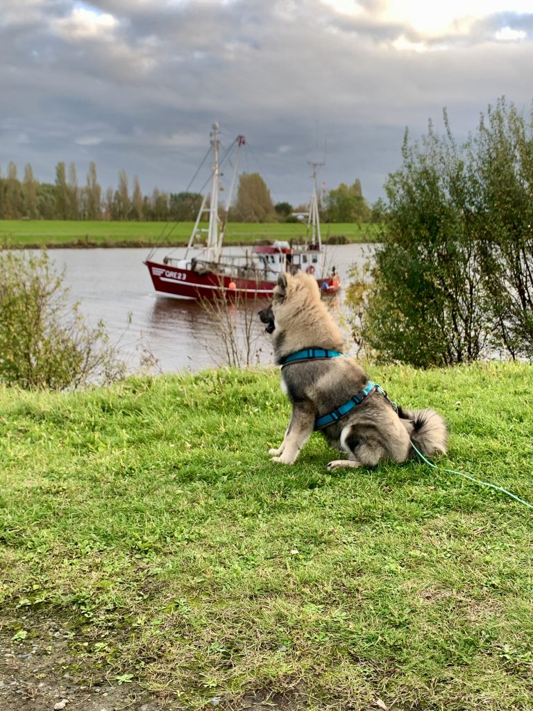 Biko vor dem Krabbenkutter