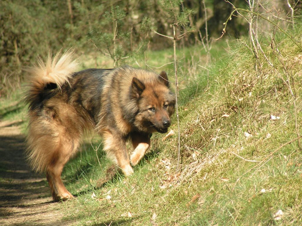 Luna in Dänemark in einem Waldstück. Lauter neue Gerüche