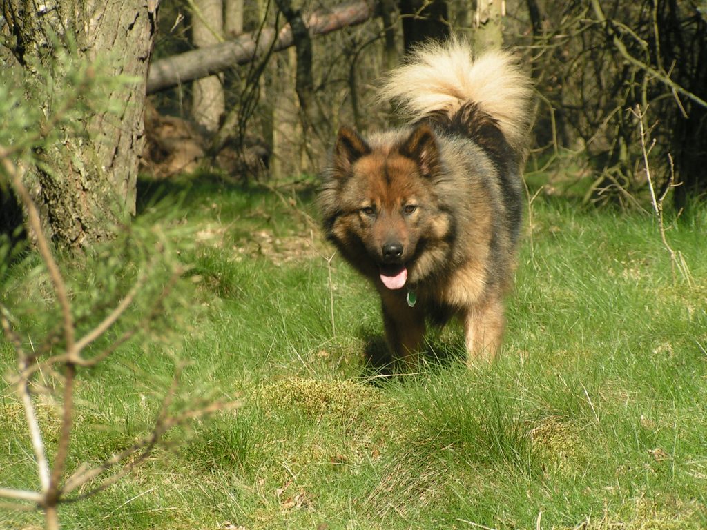 Luna im Wlad beim erkunden neuer Gerüche