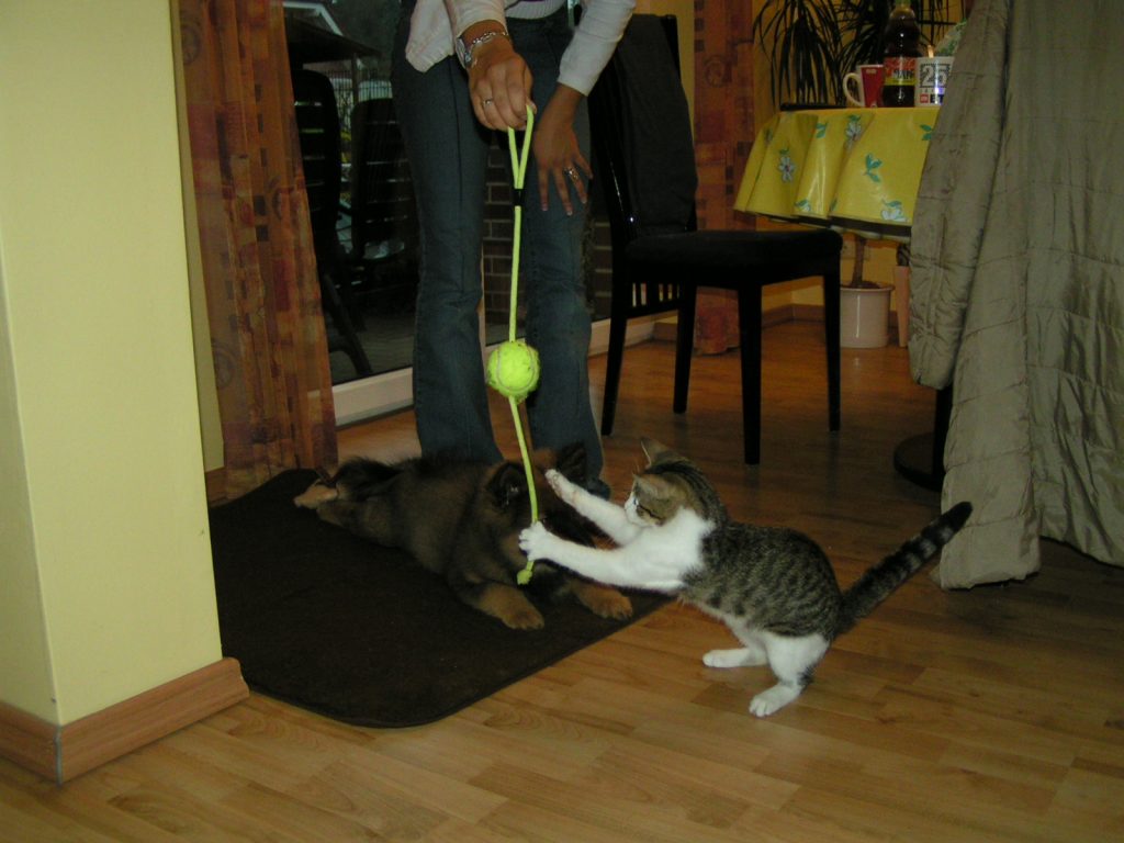 spielen mit Ball