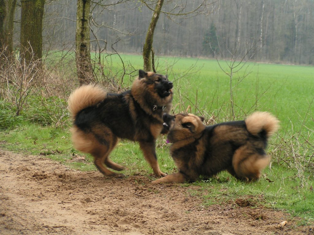 Luna und Ajur