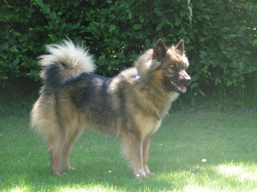 Ambra Luna vom Bienenstock Seitenansicht