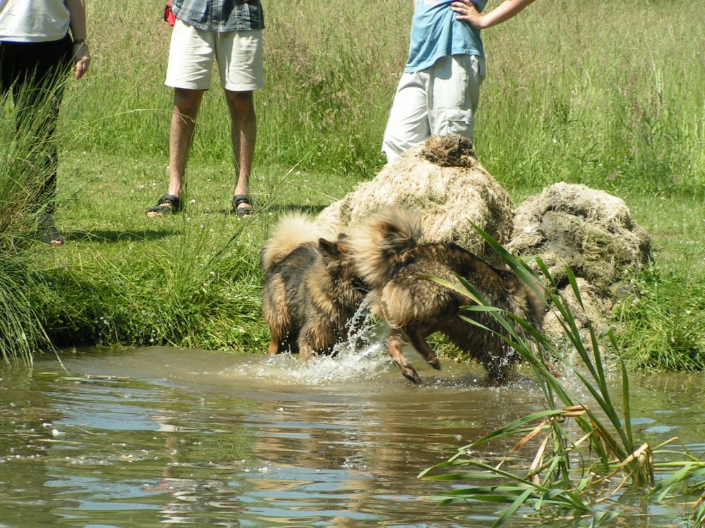 spielen im Wasser