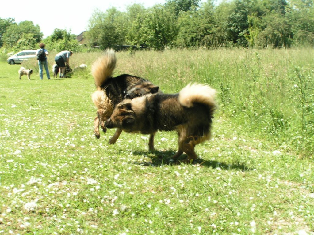 zwei Eurasier beim Spiel