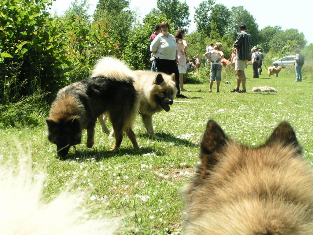 Eurasiertreffen