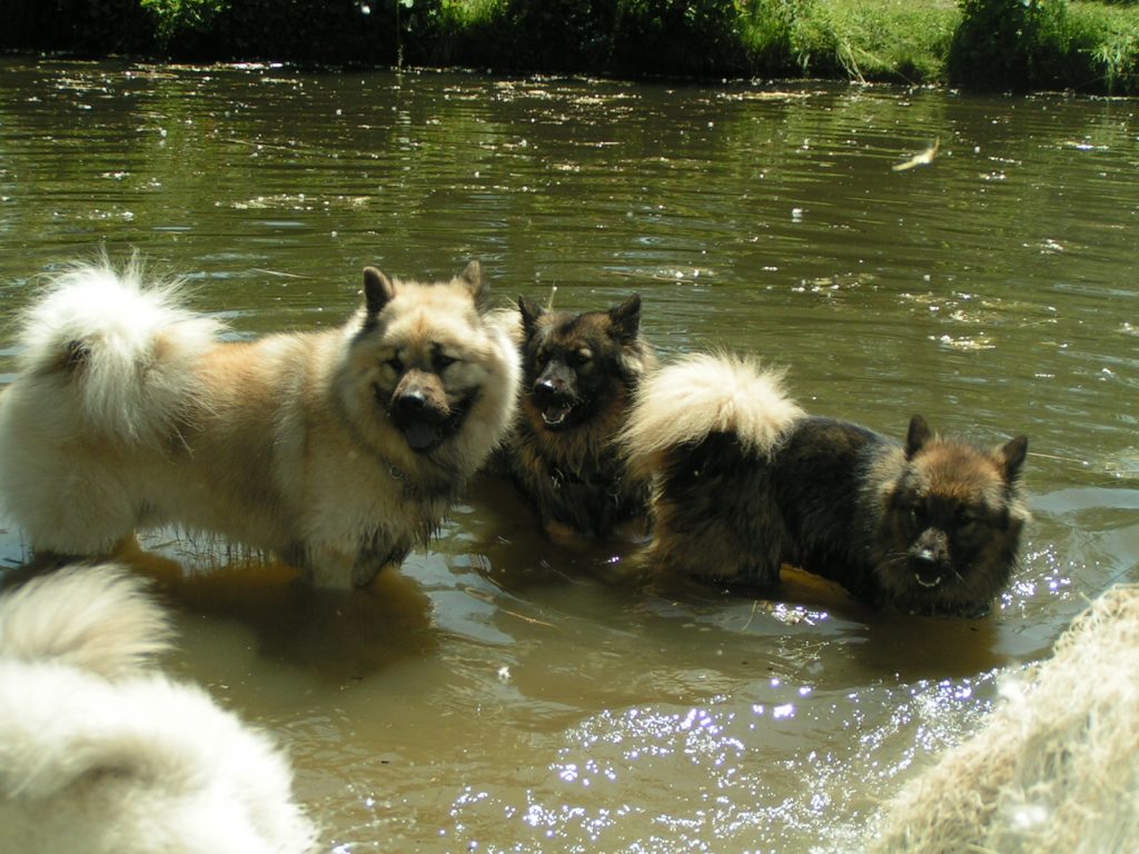 Eurasier im Wasser