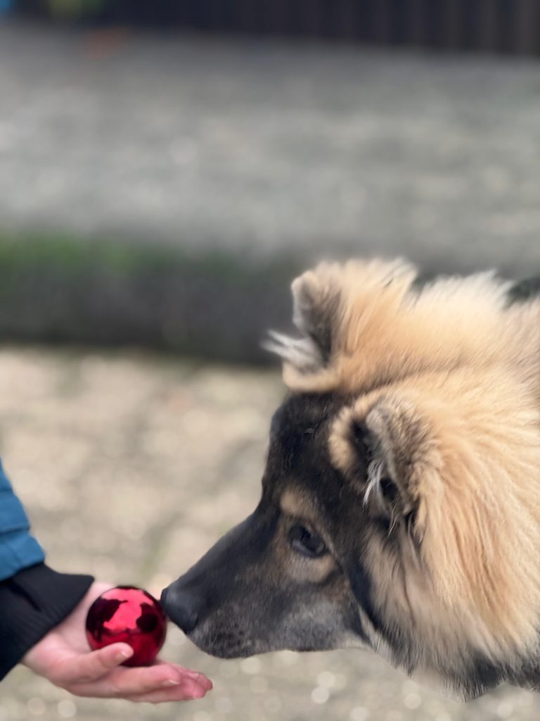In der Hundeschule Pfotenteam in Gladbeck beim Weihnachtsshooting