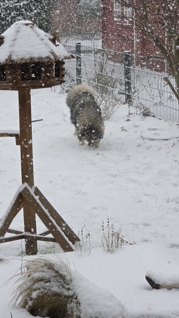 Biko im Schnee
