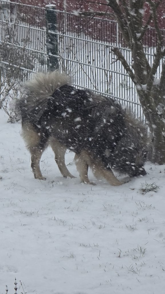 Biko im Schnee