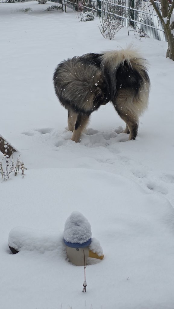 Biko im Schnee