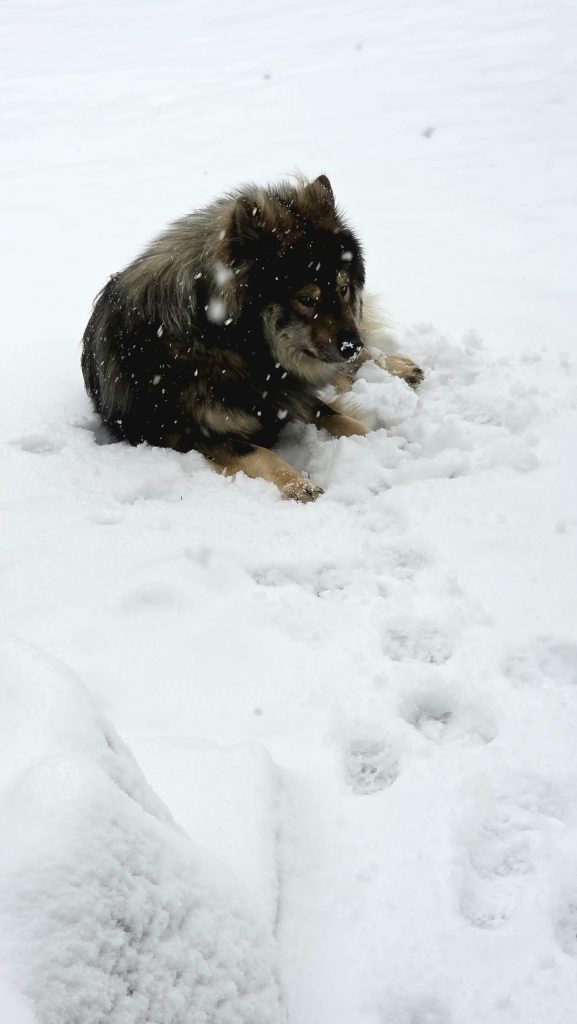 Biko im Schnee
