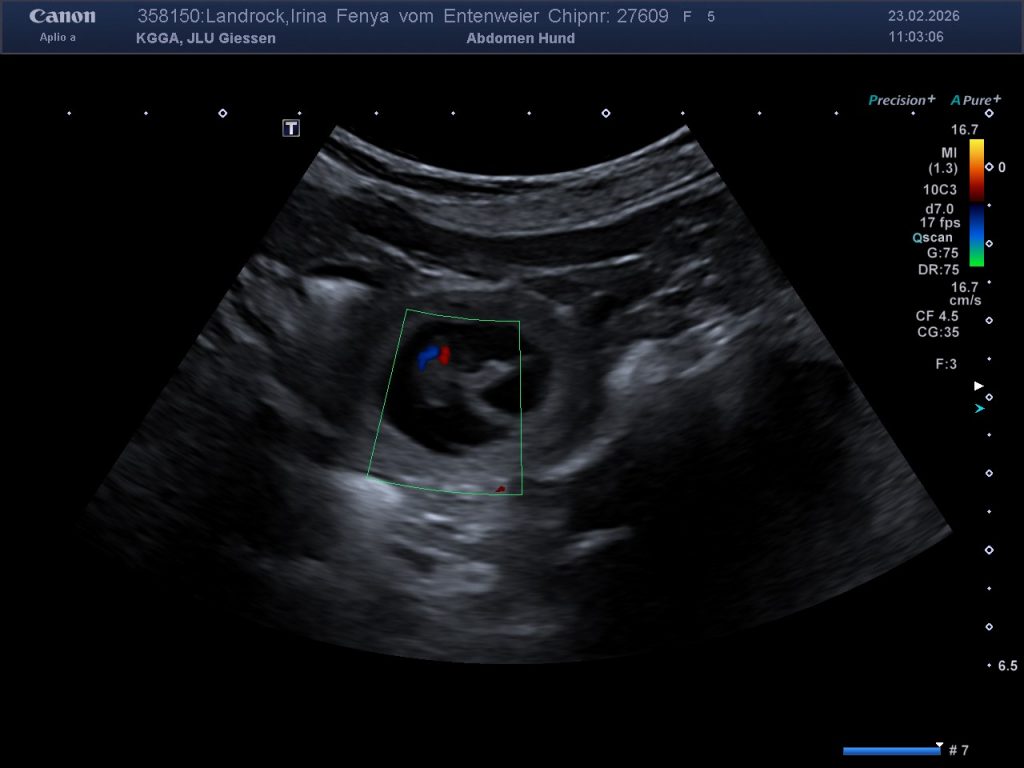 Ultraschallbild Fenya