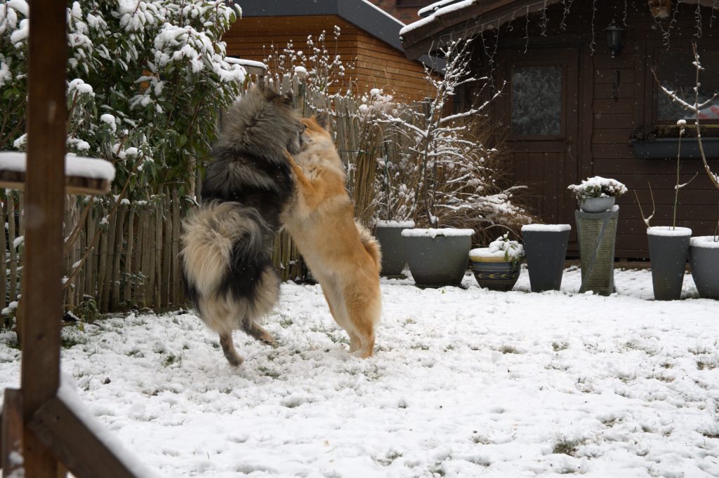 Biko und Fenya beim Hochzeitstanz