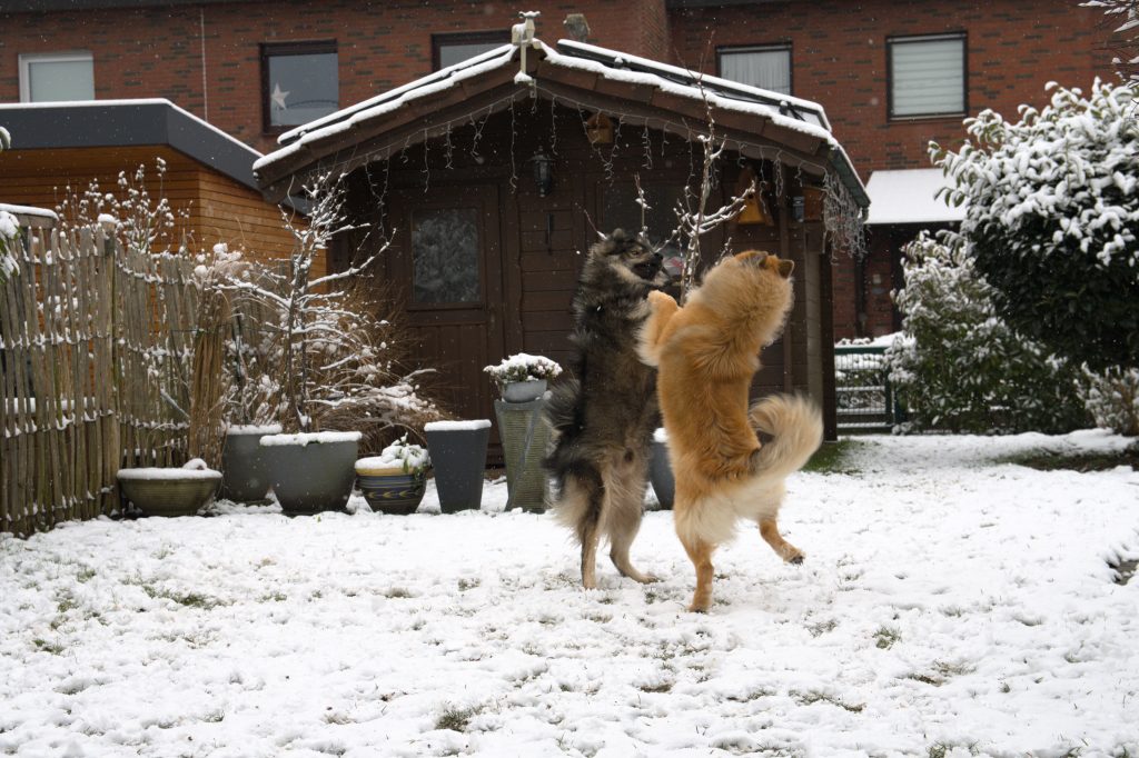 Biko und Fenya beim Hochzeitstanz