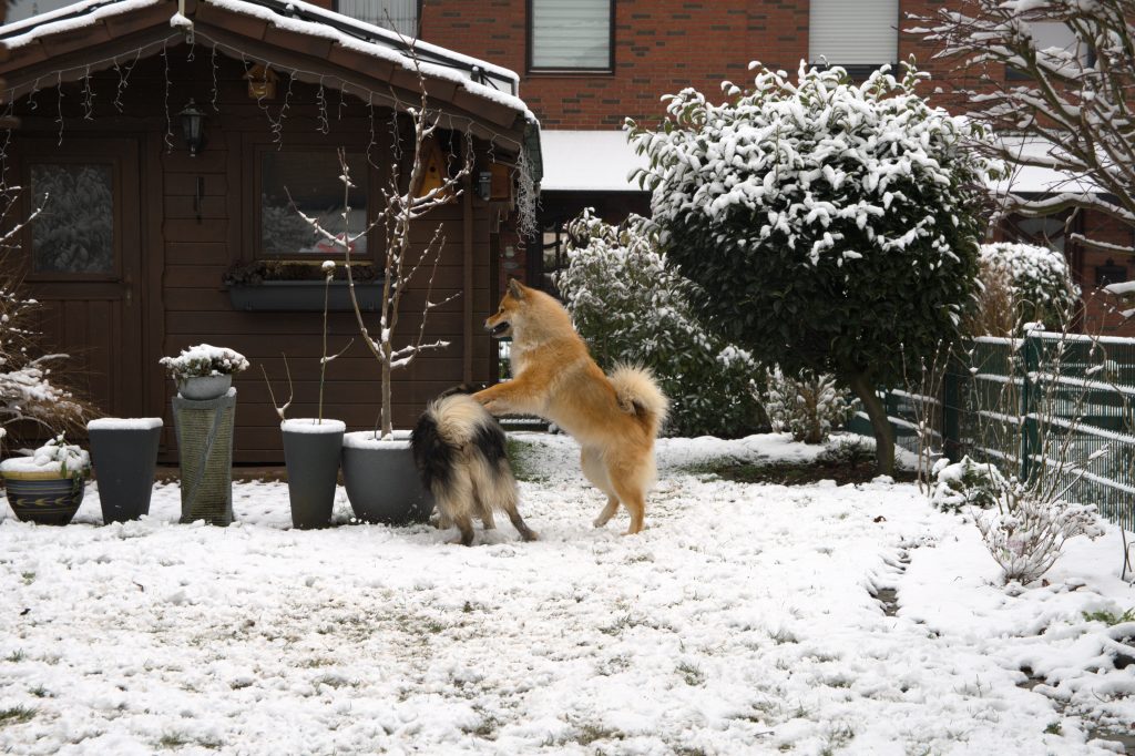 Biko und Fenya beim Hochzeitstanz