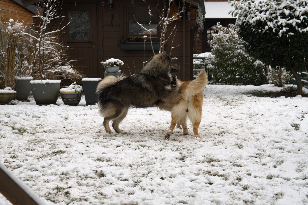 Biko und Fenya beim Hochzeitstanz