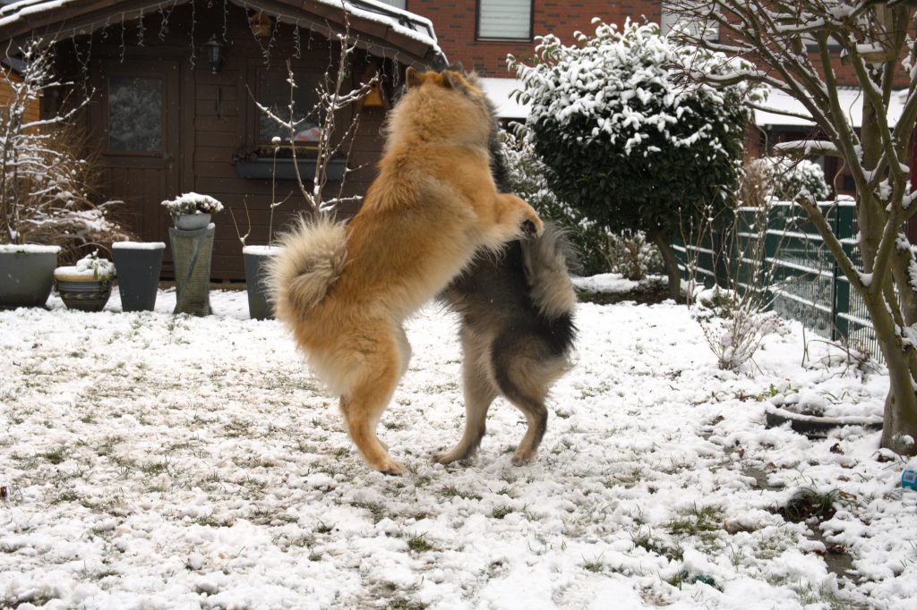 Biko und Fenya beim Hochzeitstanz