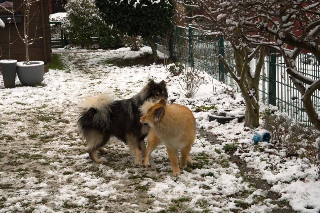 Biko und Fenya beim Hochzeitstanz