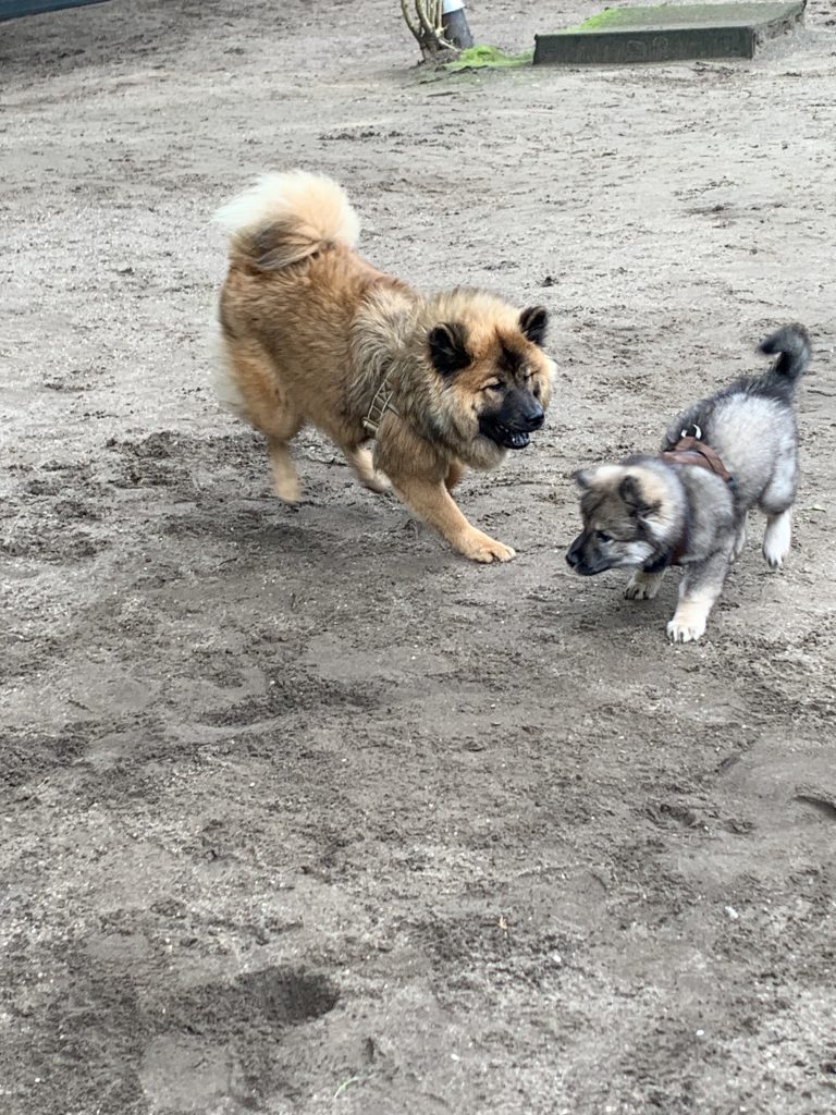 auch die großen Eurasier passen auf
