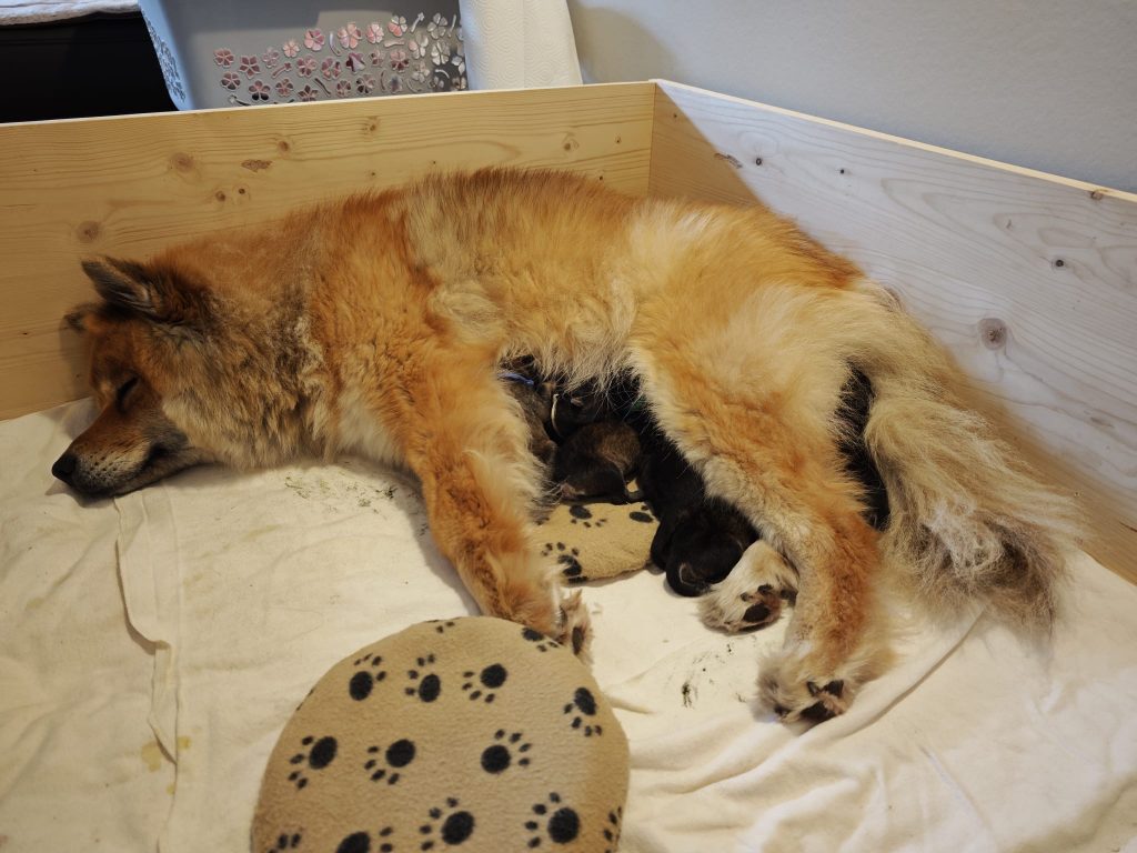 Mama Fenya kurz nach der Geburt der 6 Welpen