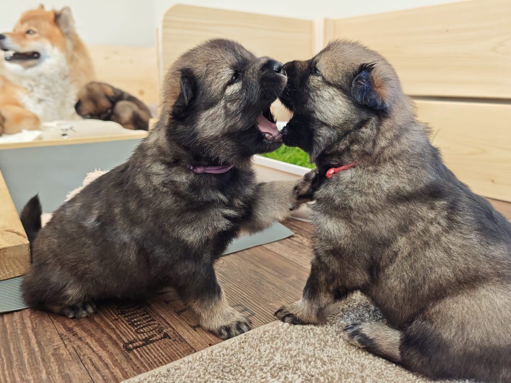 Herr Rot und Fräulein Lila spielen
