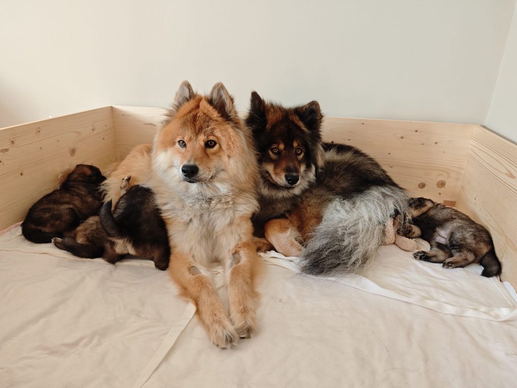 Mama Fenja, Schwester Aiwy und die Welpen in der Wurfkiste