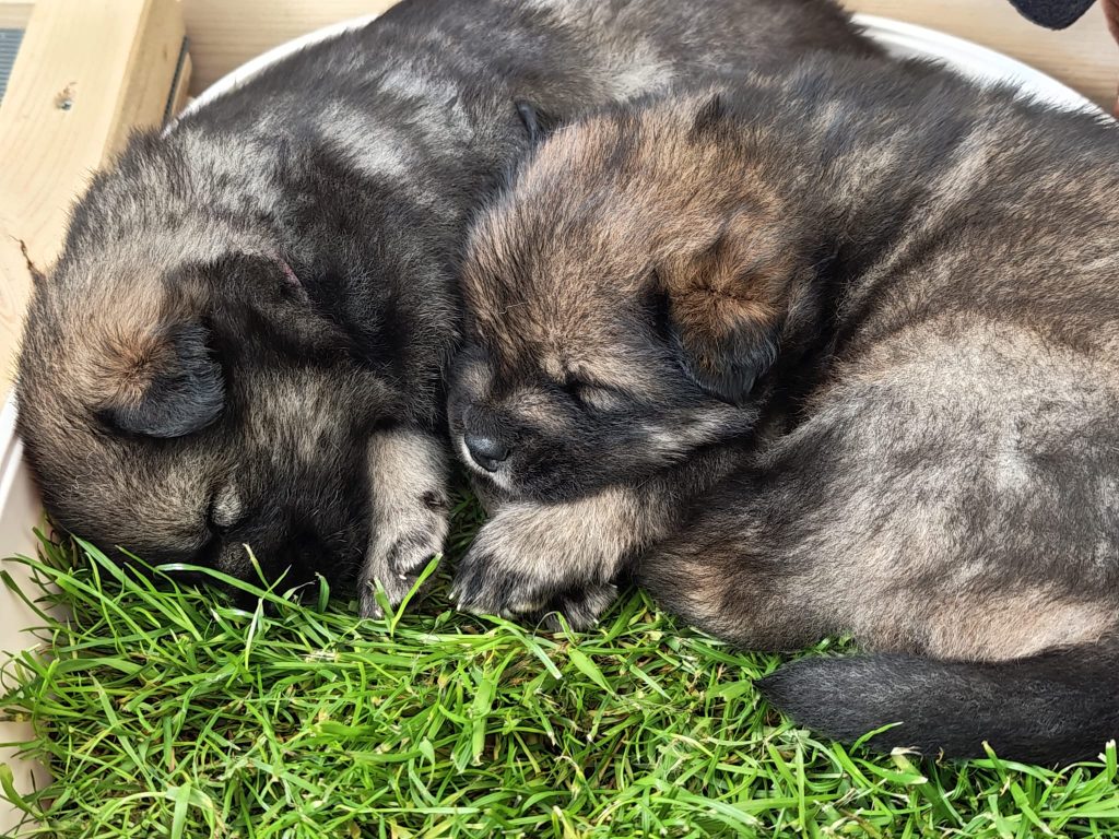 Zwei Welpen in der Grasbox
