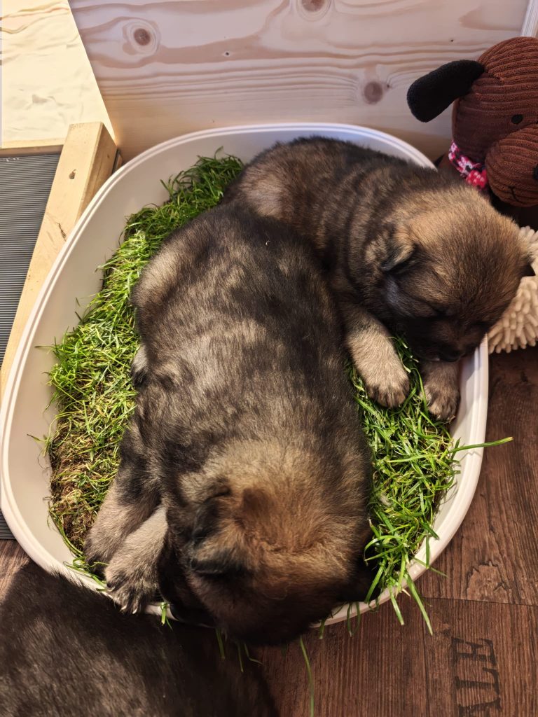 im Gras kuscheln ist am Schönsten