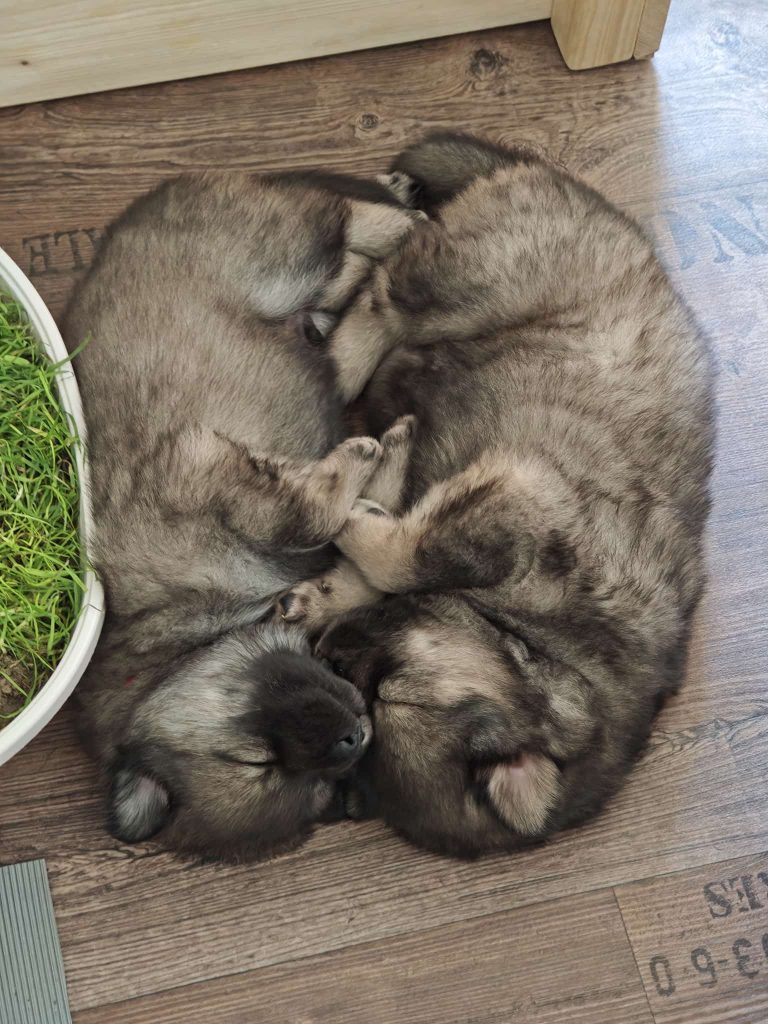 traute Zweisamkeit. Geschwisterliebe