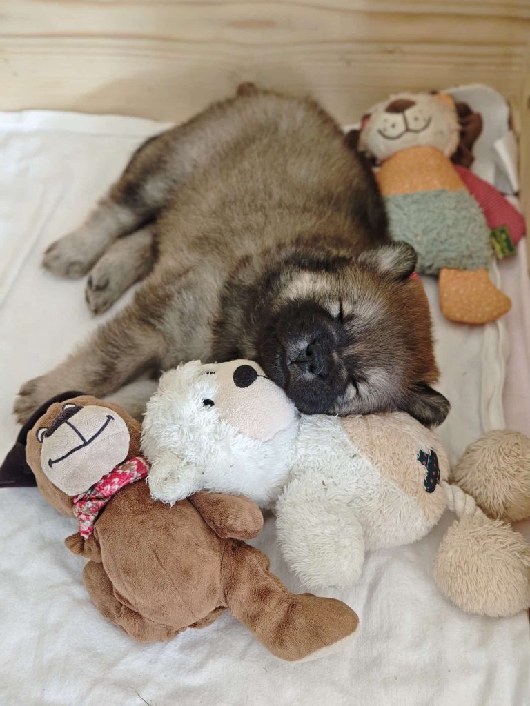 Wenn die Geschwister fehlen, gibts ja noch Kuscheltiere