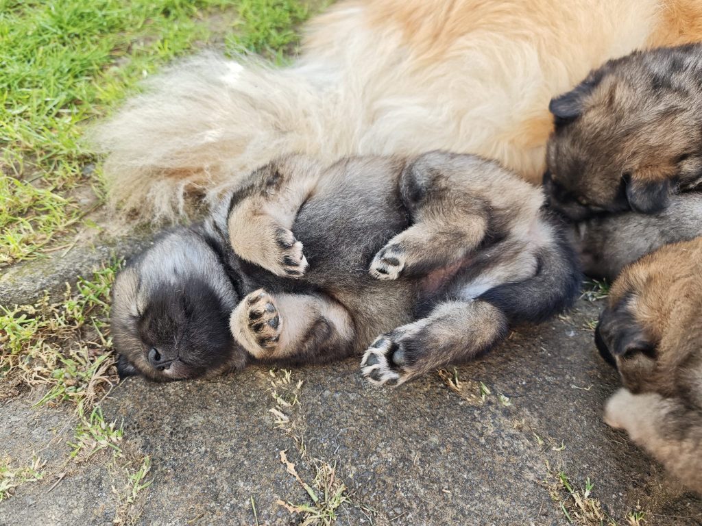 alle viere von sich strecken. Da kommt auch mal Luft an den Bauch