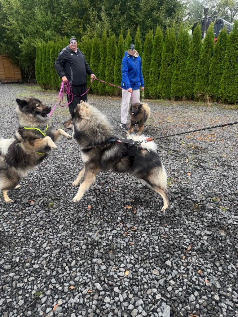 Eurasierspaziergang Alsfeld