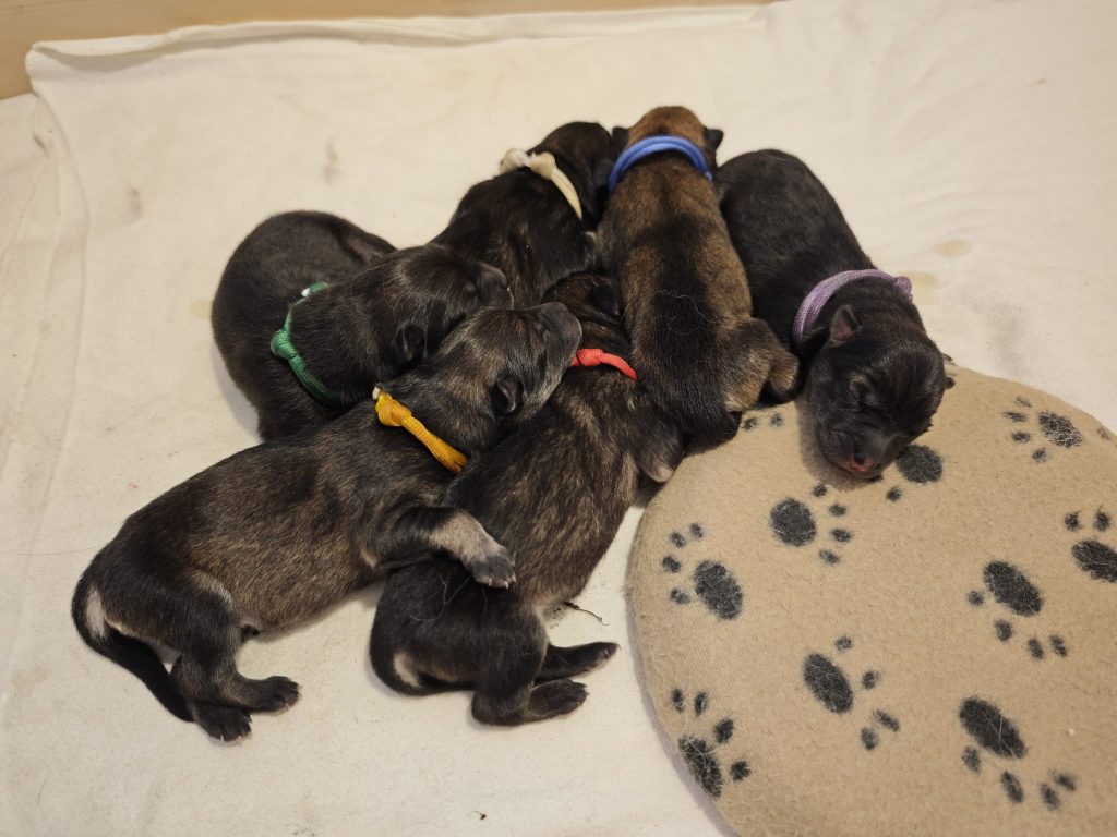 der B-Wurf vom Weißtal