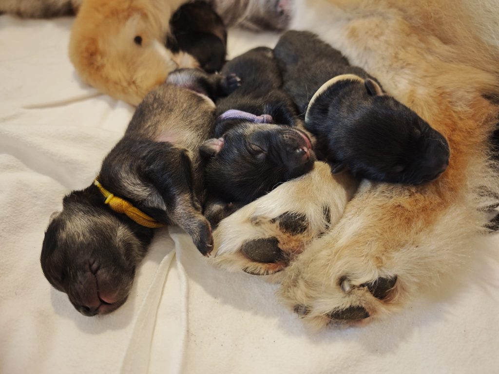 Fräulein weiß, gelb und lila