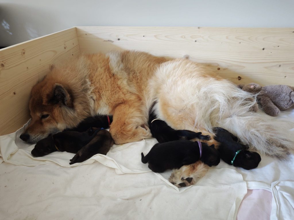 Fenya mit den Neugeborenen